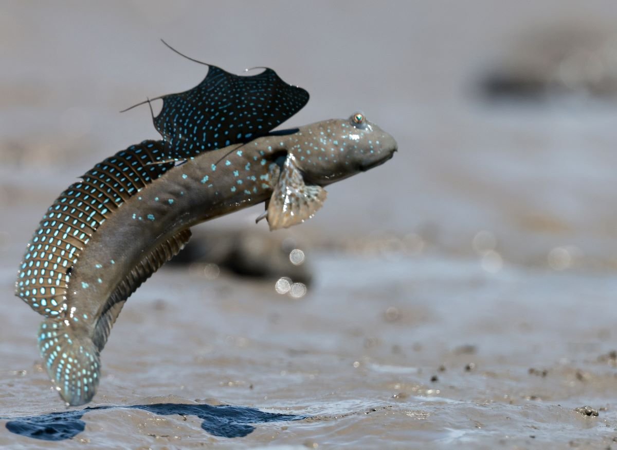 🦀 갯벌 체험 공원(카이유 후레아이 파크) 이미지 3